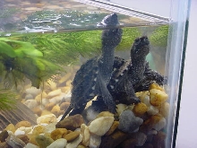 Hatchling Commons