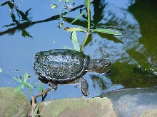 Common Snapper