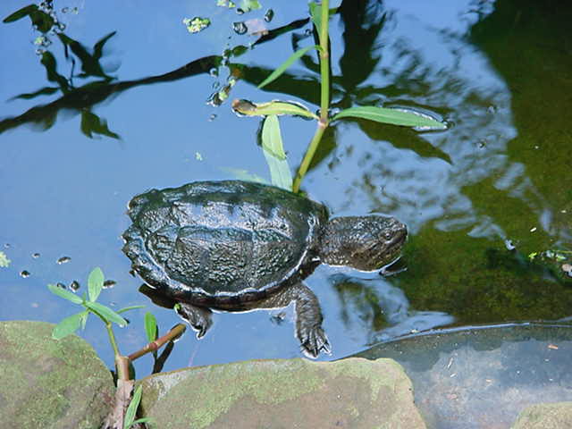 Common Snapper