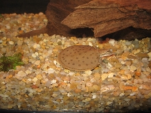 Hatchling Gulf Coast Spiny Softshell