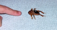 My wife's bug