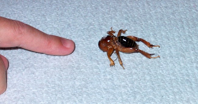 My wife's bug