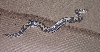 Triple Hat Kenyan Sand Boa Male