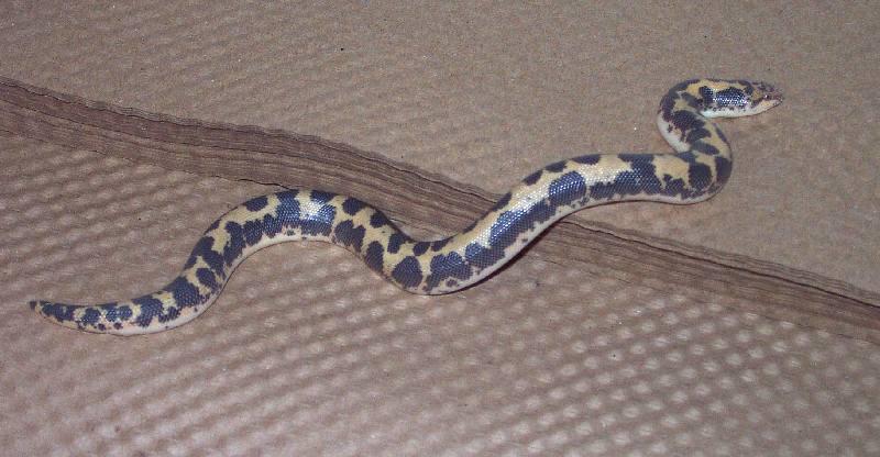 Triple Hat Kenyan Sand Boa Male