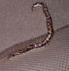 Triple Hat Kenyan Sand Boa