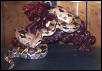 Female Boa