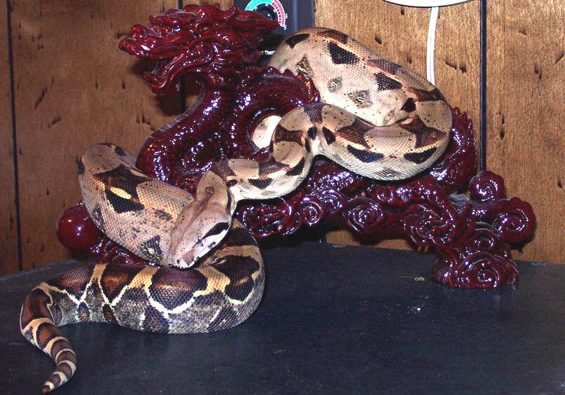 Female Boa