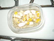 delilahs eggs