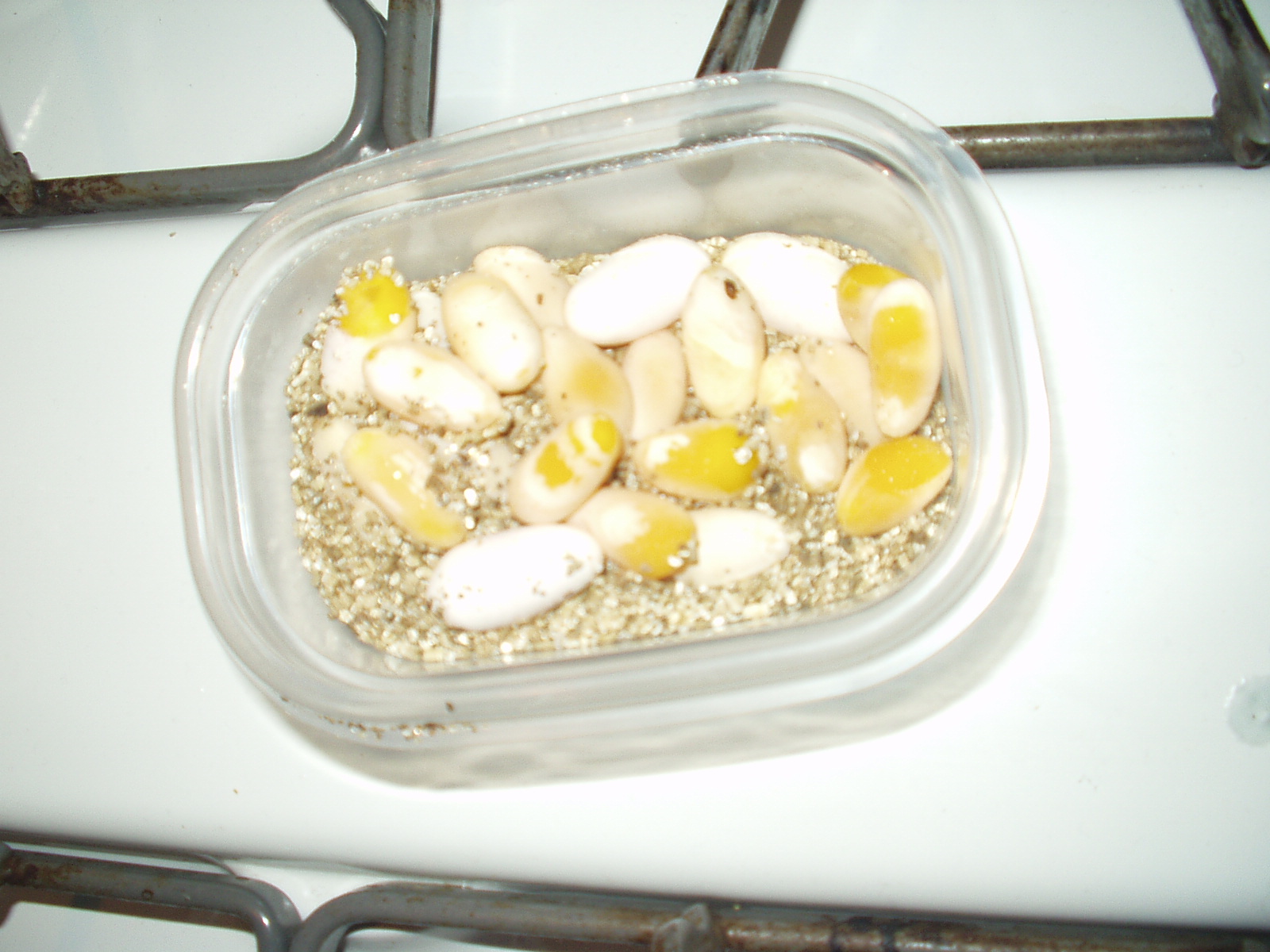delilahs eggs