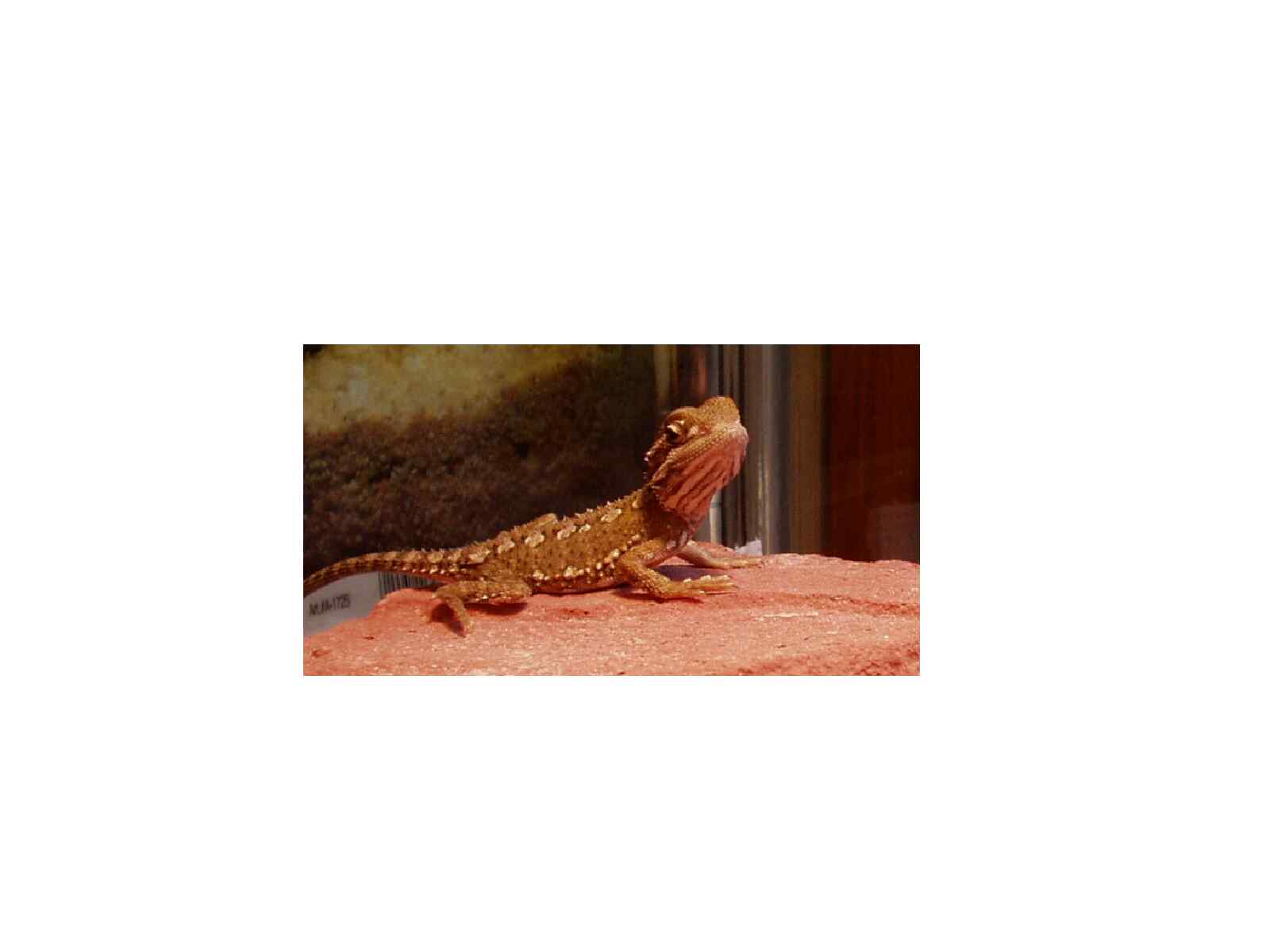 baby rankin dragon