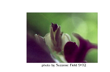 Orchid mantis "orchie"