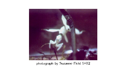 orchie the mantid 2