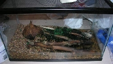 Bob's Cage