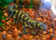 Tiger Salamander