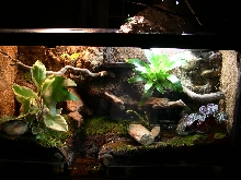 Whitey's tank 1