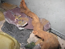 Tiger at about 1 year