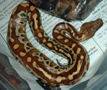 Female Red Blood Baby, Rage