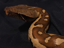 Closeup of Red Blood