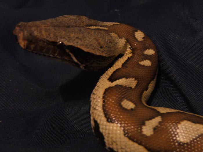 Closeup of Red Blood
