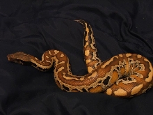 Rage, Female Red Blood Python