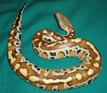 Baby female red blood, Rage