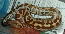 Baby Male Red Blood, Tao