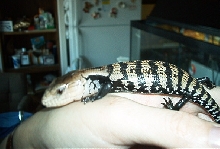 Slytherin's Debut 001