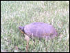 A Blandings Turtle