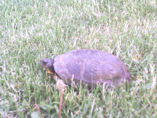 A Blandings Turtle