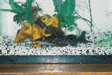 my freshwater shark
