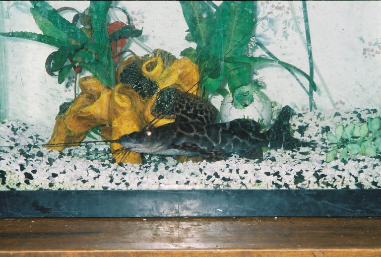 my freshwater shark