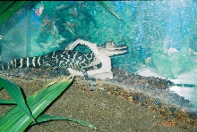 Allison, my baby gator