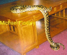 yellow anaconda