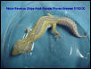 Albino Reverse Stripe