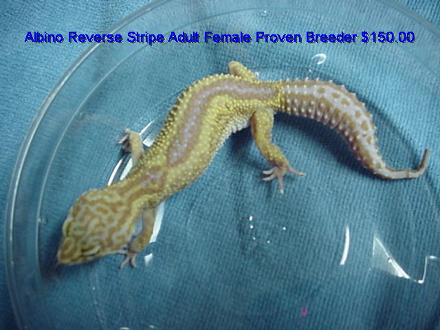 Albino Reverse Stripe