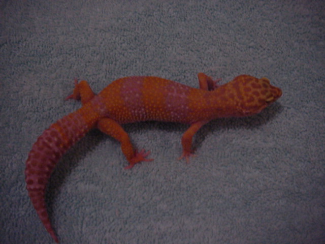 F Tang albino