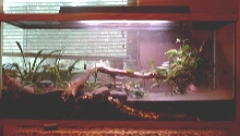 Amphibian Tank