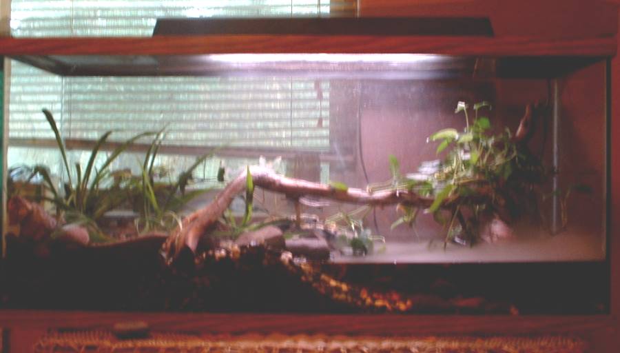 Amphibian Tank