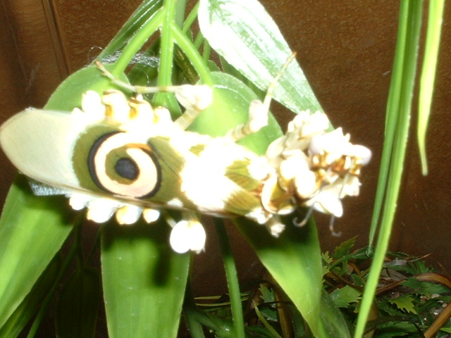 Belladona