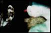 Shivers and Yuki