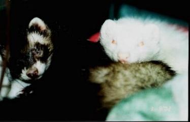 Shivers and Yuki