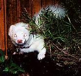 "Plant what plant?"