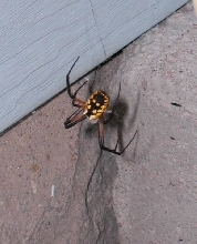 Can you Identify?