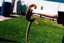 Kinghorni2