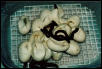 Water pythons