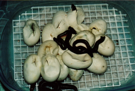 Water pythons