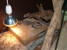 varanus rudicollis