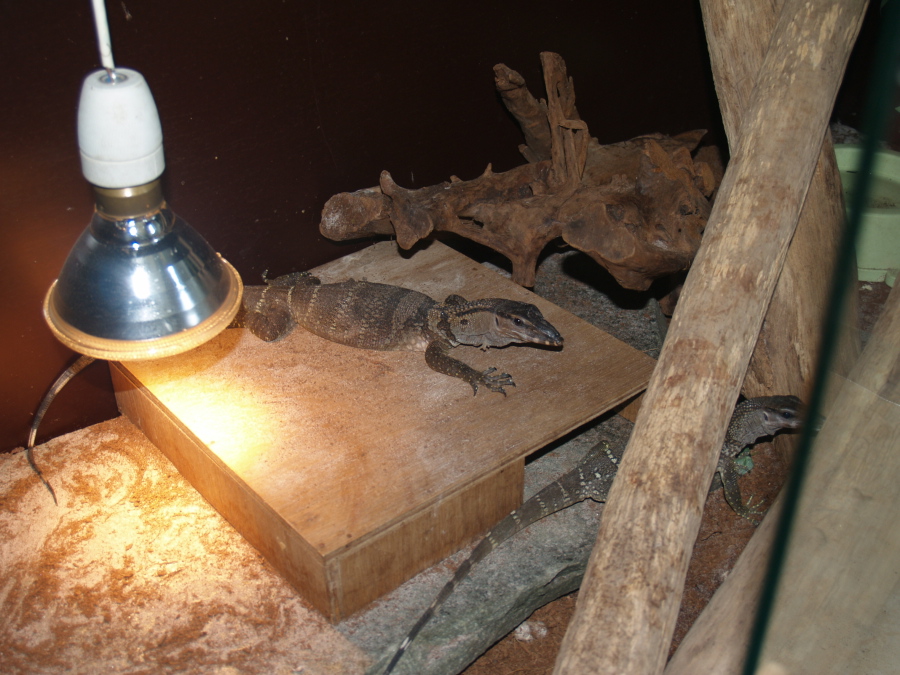 varanus rudicollis