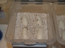 eggs rudicollis 1