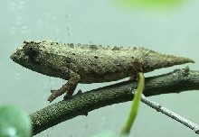 female r. brevicaudatus